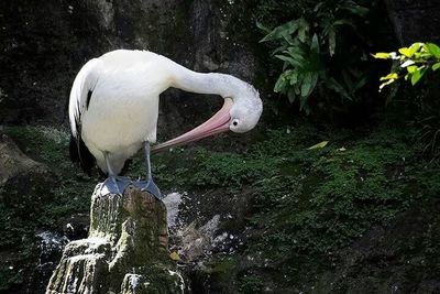 Close-up of white flowers