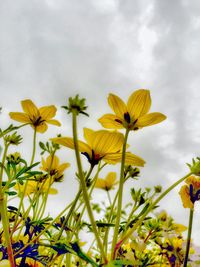 Low angle view of yellow flowers against sky