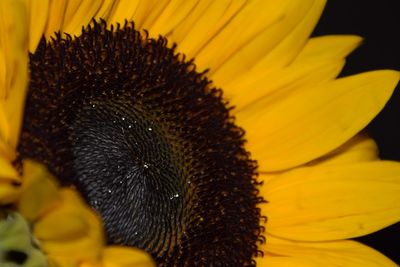 Close-up of sunflower