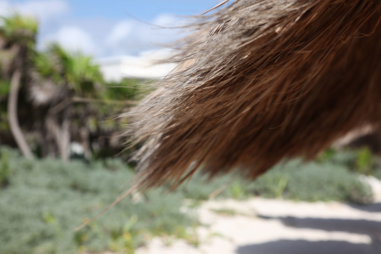 CLOSE-UP OF BROWN HORSE