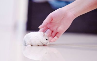 Close-up of a hand touching cat