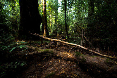 Trees in forest