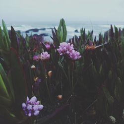 Purple flowers blooming on field