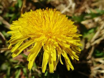 Close-up of yellow flowers