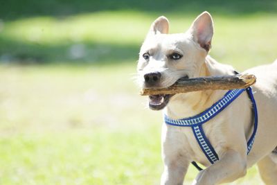 Close-up portrait of dog