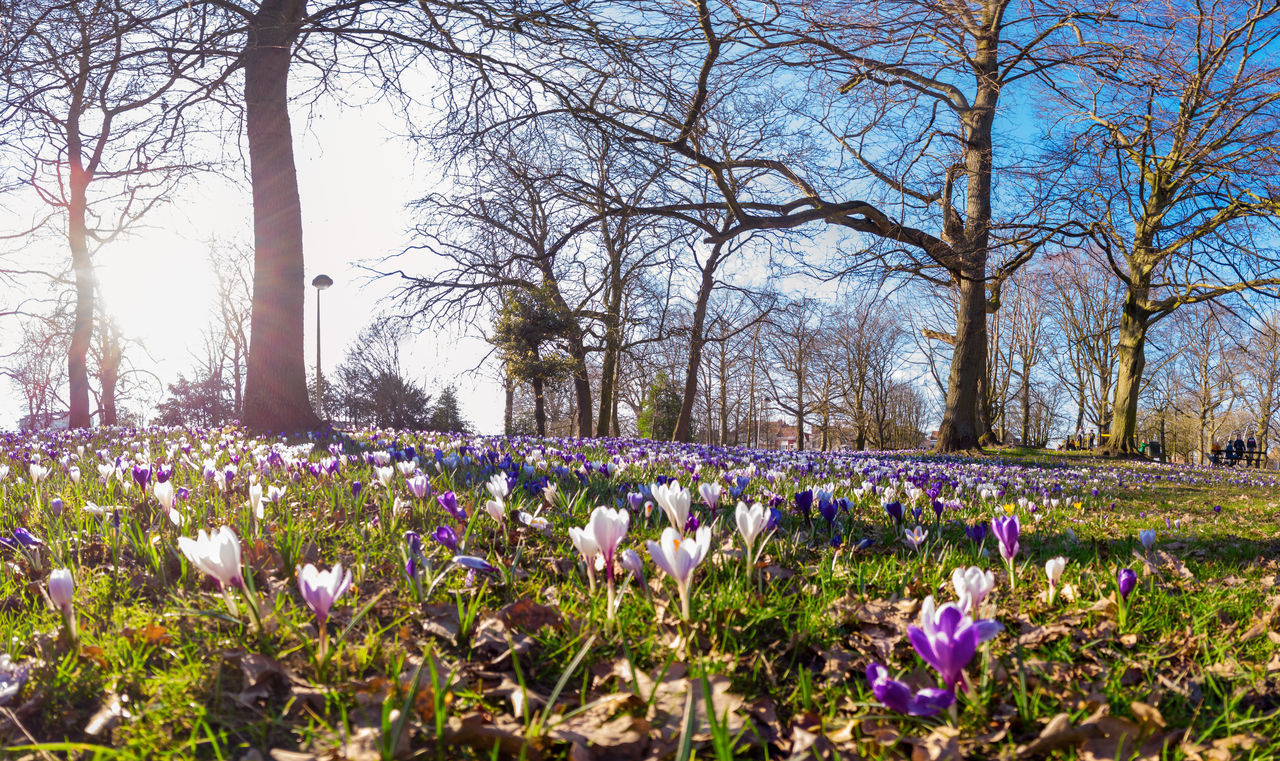 PURPLE CROCUS FLOWERS IN FIELD