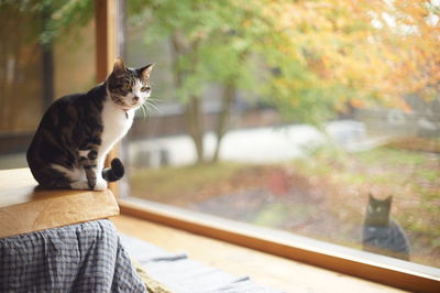 Cat sitting on a tree