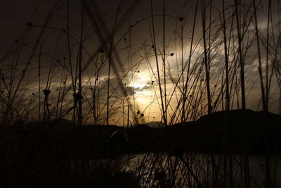 Silhouette plants against sky during sunset