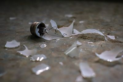 Close-up of broken light bulb on floor