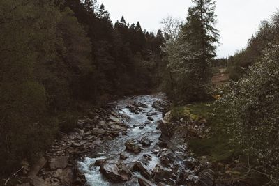 Stream flowing in forest