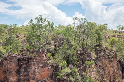 Scenic view of trees against sky