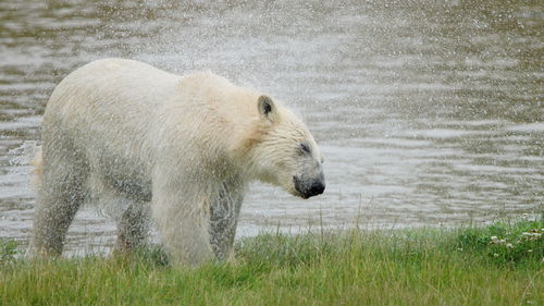 Polar bear drying