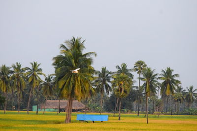 Palm trees on field against clear sky