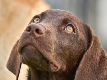 Close-up of dog