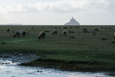 Flock of sheep in a field