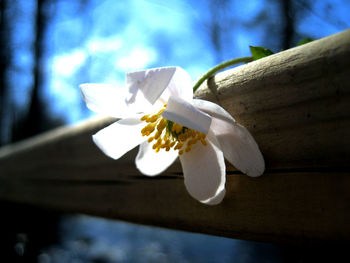Close-up of white rose flower