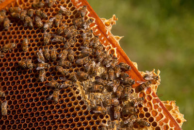 honeycomb