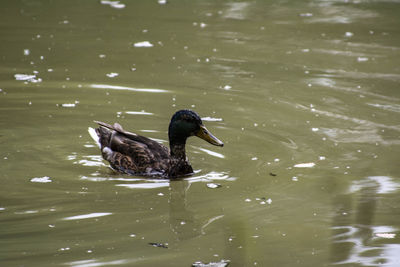 Duck swimming in lake