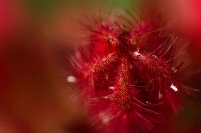 Close-up of red dandelion