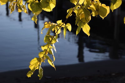 Close-up of yellow flowering plant during autumn