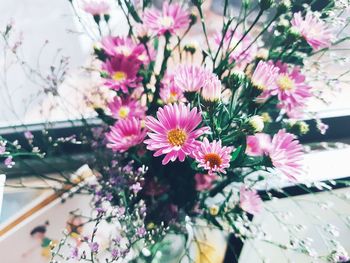 Close-up of pink flowering plants