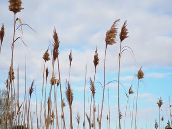 Close-up of plants against sky