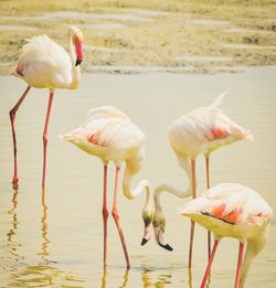 Flamingos in lake