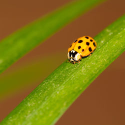 Close-up of ladybug on leaf