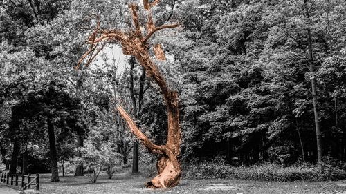 Woman on tree