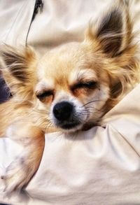 Close-up portrait of dog on bed