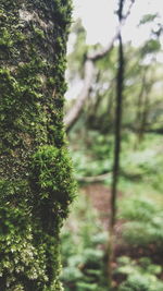 Close-up of moss on tree trunk