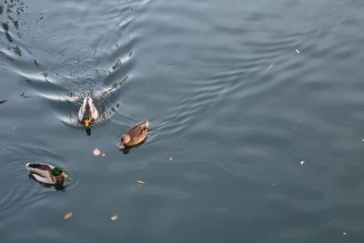 High angle view of ducks swimming in lake