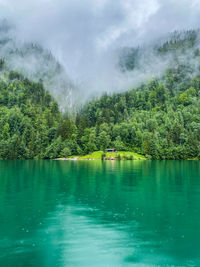 Scenic view of lake in forest