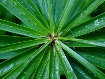 High angle view of wet plant leaves