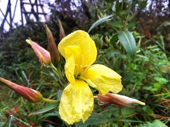 Close-up of yellow flower