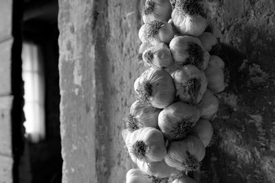 Close-up of tree trunk