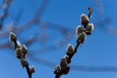 Low angle view of flowering plant against blue sky