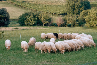 pasture