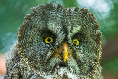 Close-up portrait of owl