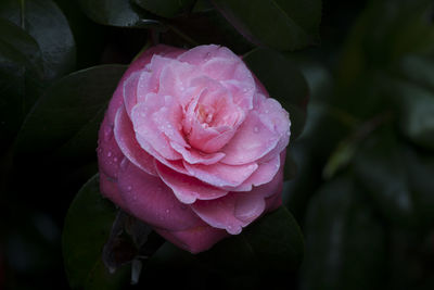 Close-up of pink rose