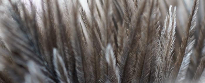 Full frame shot of crops