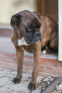 Dog looking away