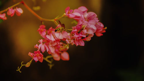 Close-up of insect on pink flower