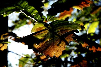 Close-up of fresh green leaves