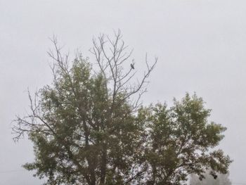 Low angle view of trees against sky during winter