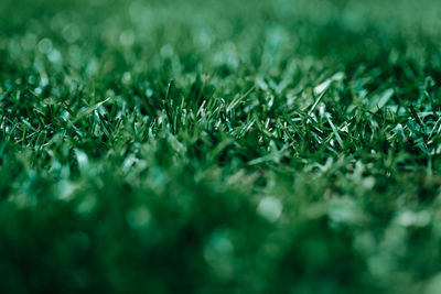 Close-up of grass