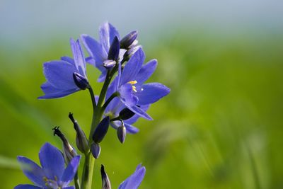 Close-up of purple flowers