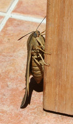 Close-up of grasshopper on floor