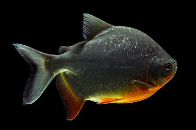 Close-up of fish swimming in sea