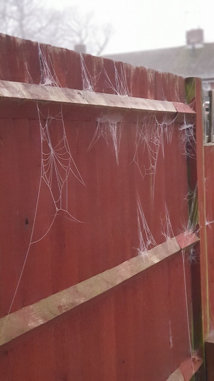 CLOSE-UP OF SPIDER WEB ON WALL